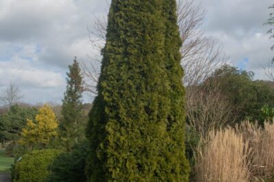 Tuja thuja SMARAGD 90cm doniczka