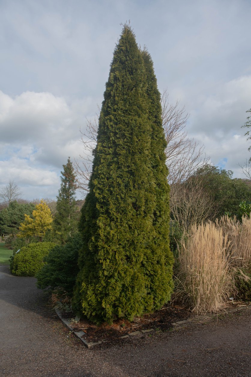Tuja thuja SMARAGD 90cm doniczka