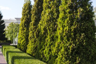 Tuja thuja SZMARAGD 120cm kopana z gruntu