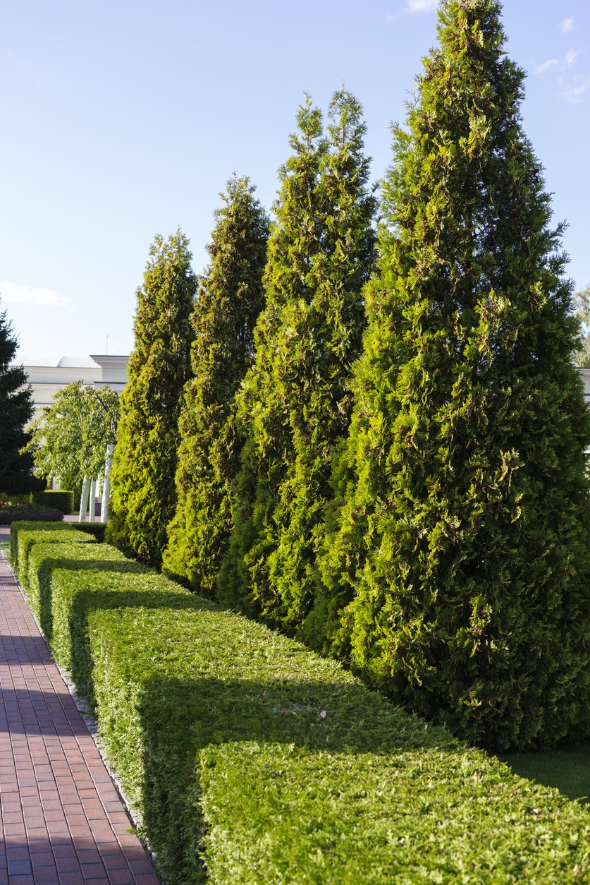 Tuja thuja SZMARAGD 120cm kopana z gruntu