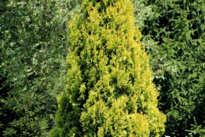 Tuja thuja  SUNKIST