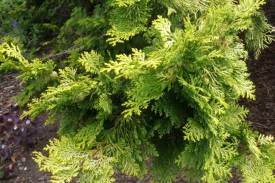 Cyprysik japoński AUREOSPICATA 15cm doniczka