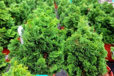 Cyprysik japoński NANA GRACILIS AUREA