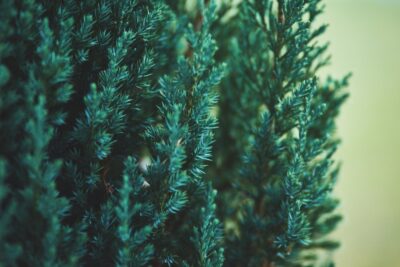 Jałowiec płożący GREY PEARL 20cm doniczka