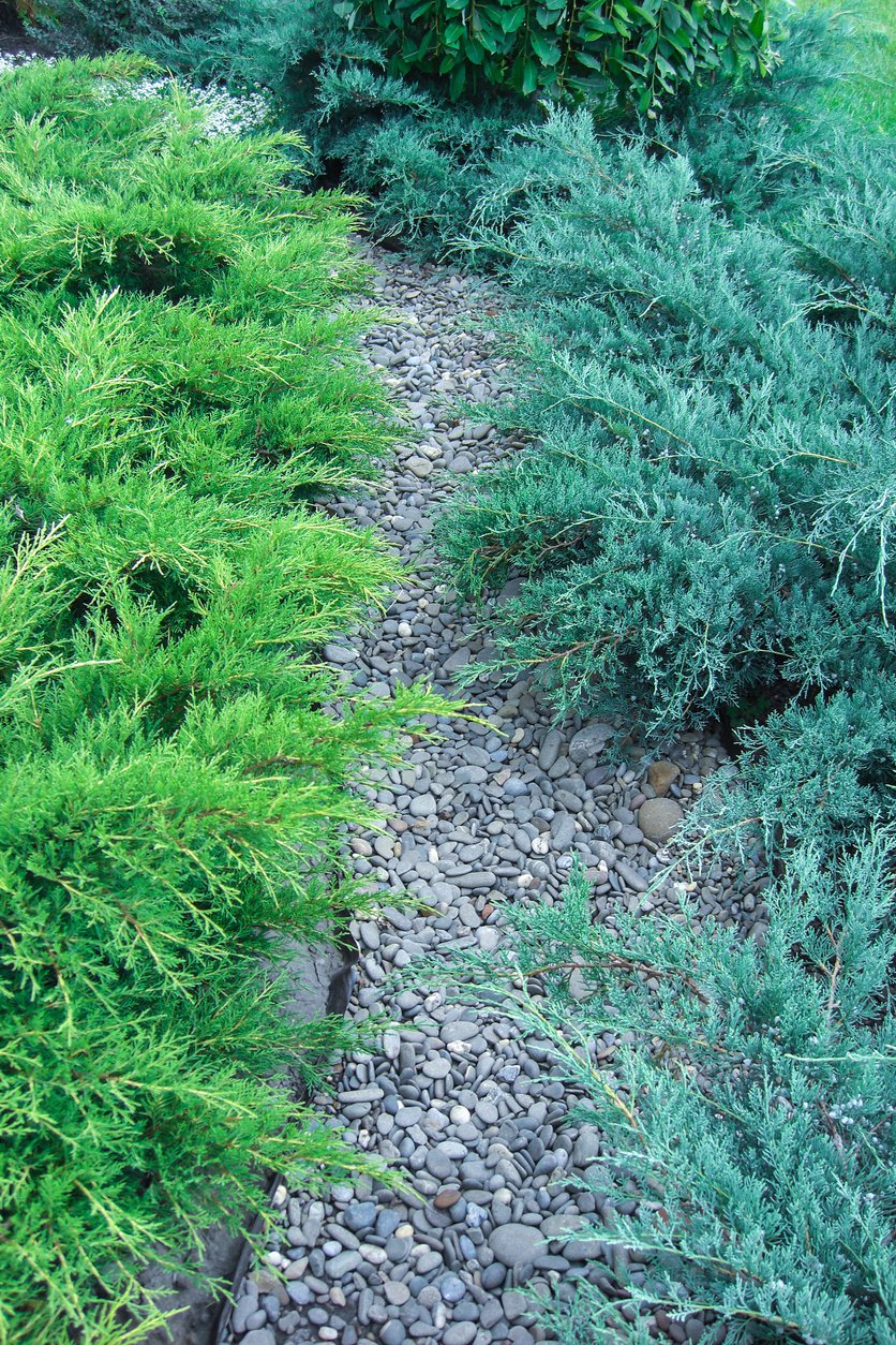 Jałowiec płożący GREY PEARL 20cm doniczka - 2