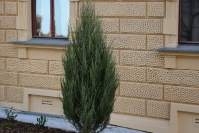 Jałowiec skalny BLUE ARROW