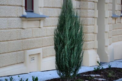 Jałowiec skalny  BLUE ARROW 180CM kopany z gruntu