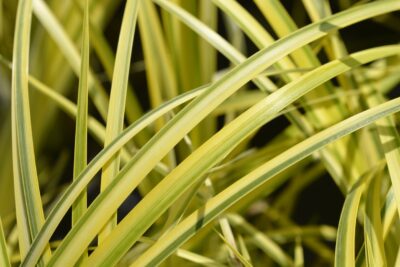 Trawa ozodbna Tatarak trawiasty OGON