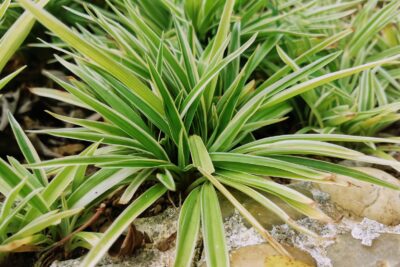 Liriope SILVERY SUNPROOF 15cm doniczka