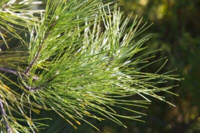 SOSNA POSPOLITA MOSERI 15cm szczepiona doniczka 