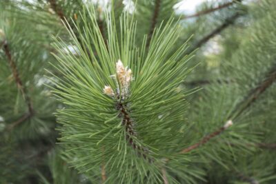 Sosna GLOBOSA VIRIDIS 30 cm szczepiona doniczka