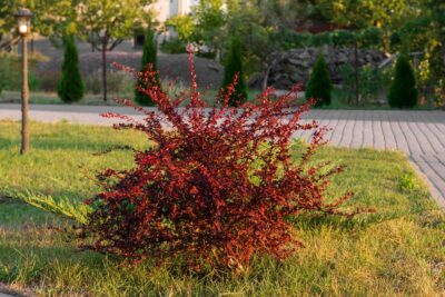 Berberys THUNBERGA ATROPURPUREA