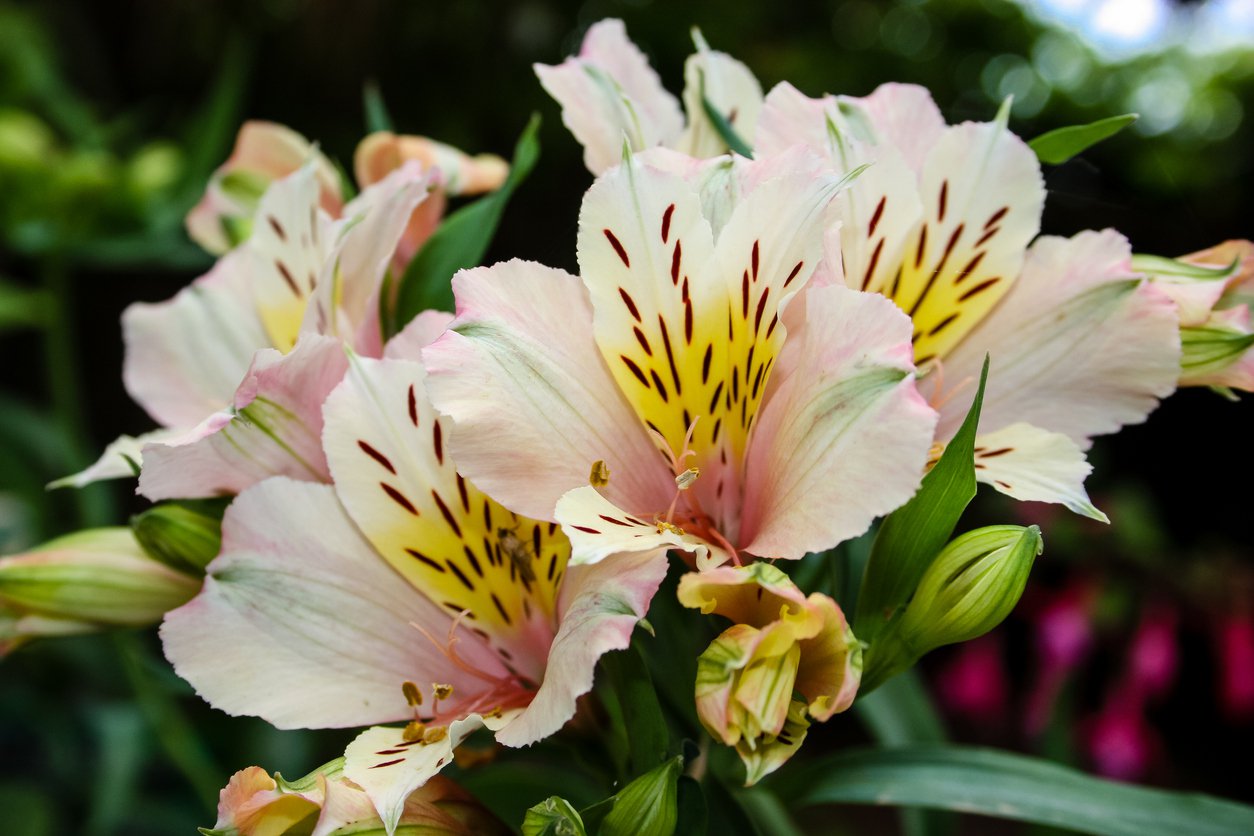 ALSTROEMERIA OGRODOWA TIMES VALLEY - 3
