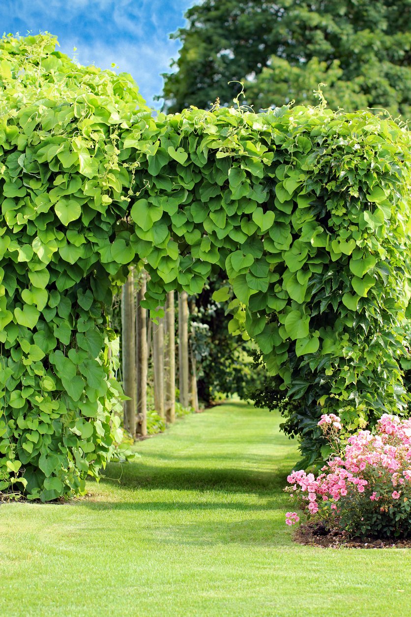 KOKORNAK WIELKOLISTNY - 2