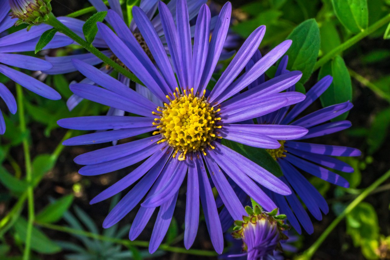 ASTER KRZACZASTY PROF. KIPPENBERG