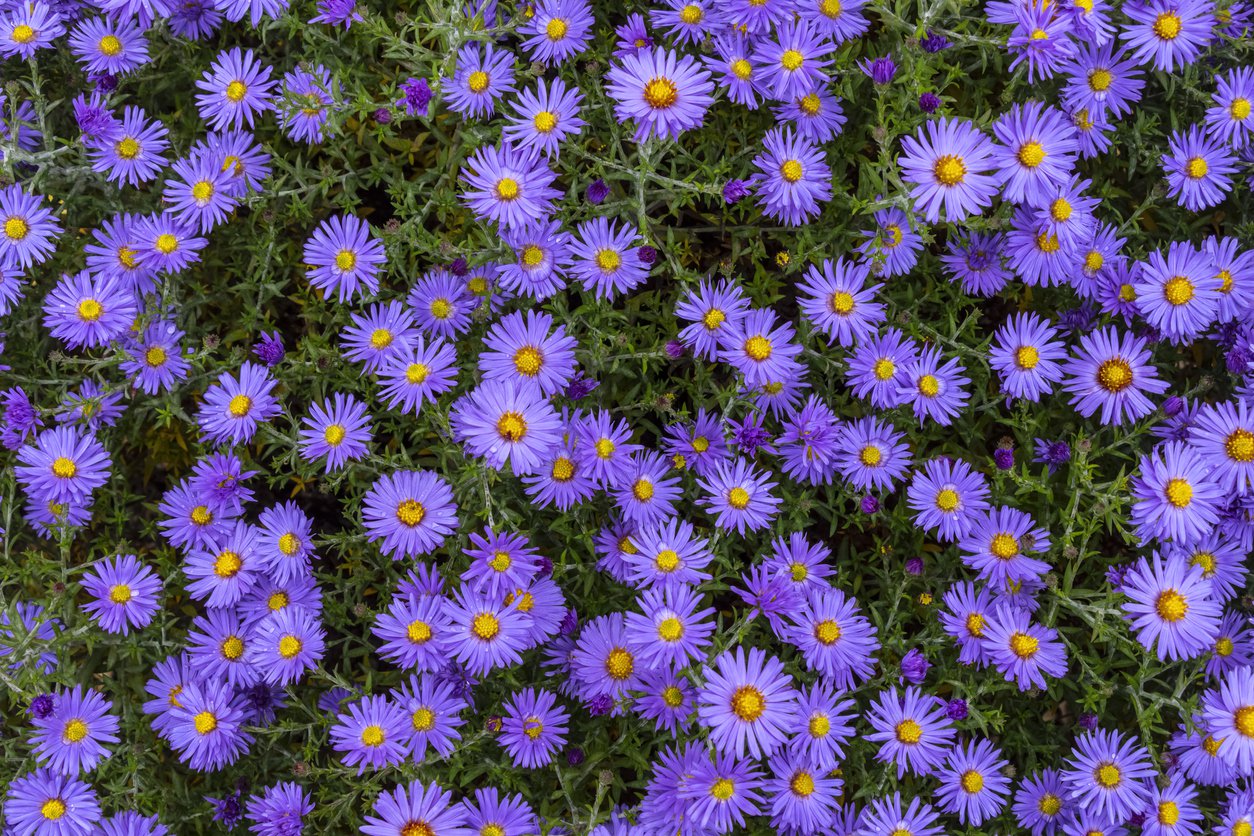 ASTER KRZACZASTY PROF. KIPPENBERG - 2