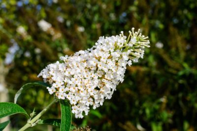 BUDLEJA MARBLED WHITE