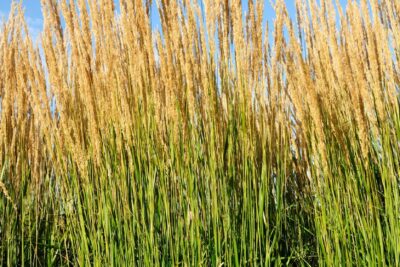 TRZCINNIK OSTROKWIATOWY AVALANCHE