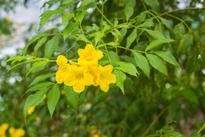 MILIN AMERYKAŃSKI FLAVA