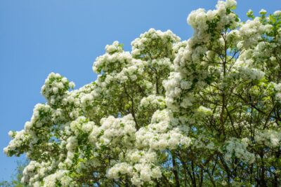 ŚNIEGOWIEC WIRGINIJSKI