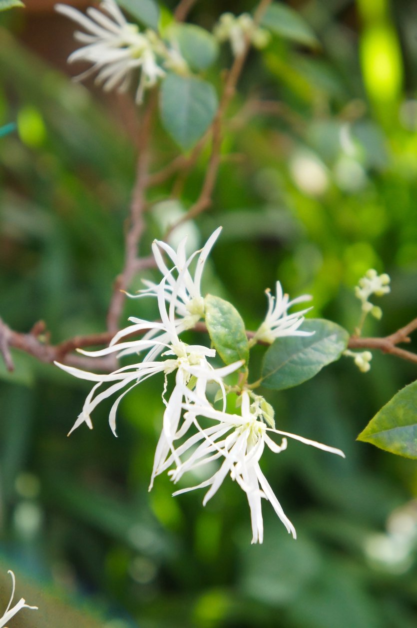 ŚNIEGOWIEC WIRGINIJSKI - 3