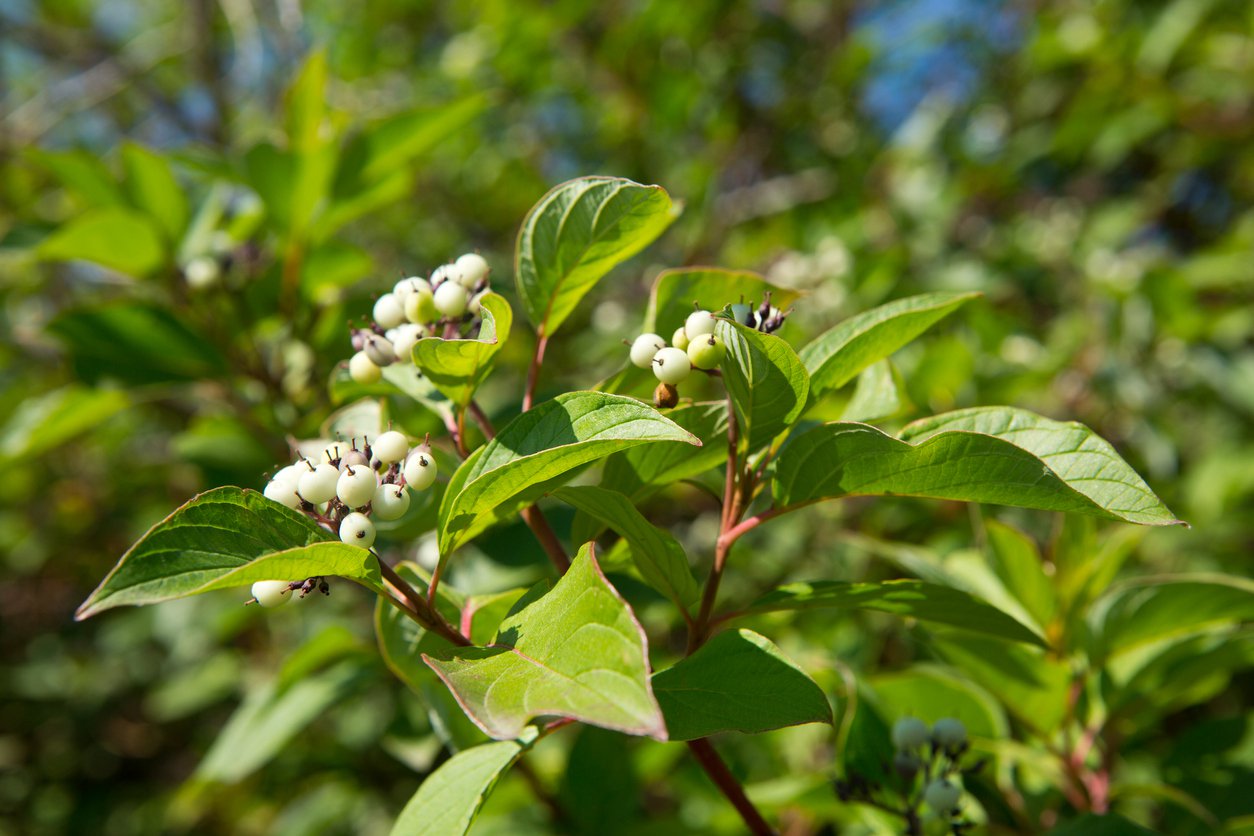 DEREŃ ROZŁOGOWY KELSEYI - 2