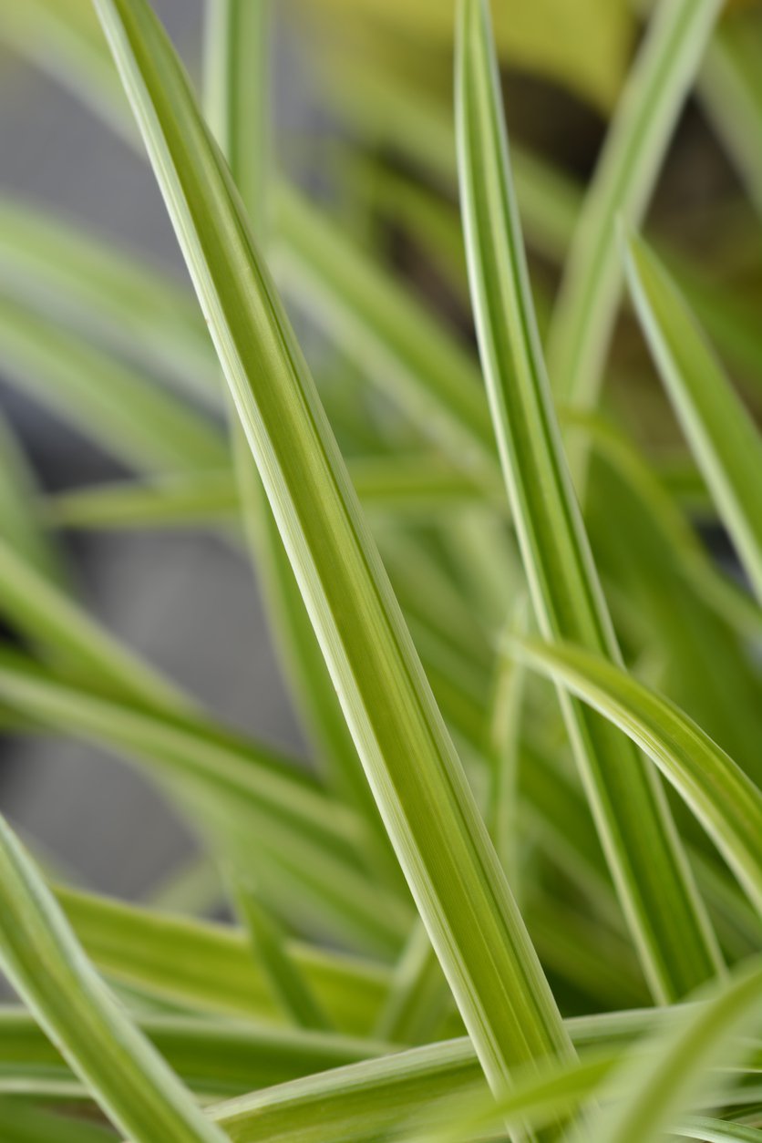 TRAWA TURZYCA JAPOŃSKA GOLDBAND - 2