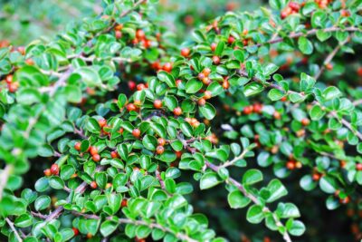 IRGA POŁOŻONA LITTLE GEM