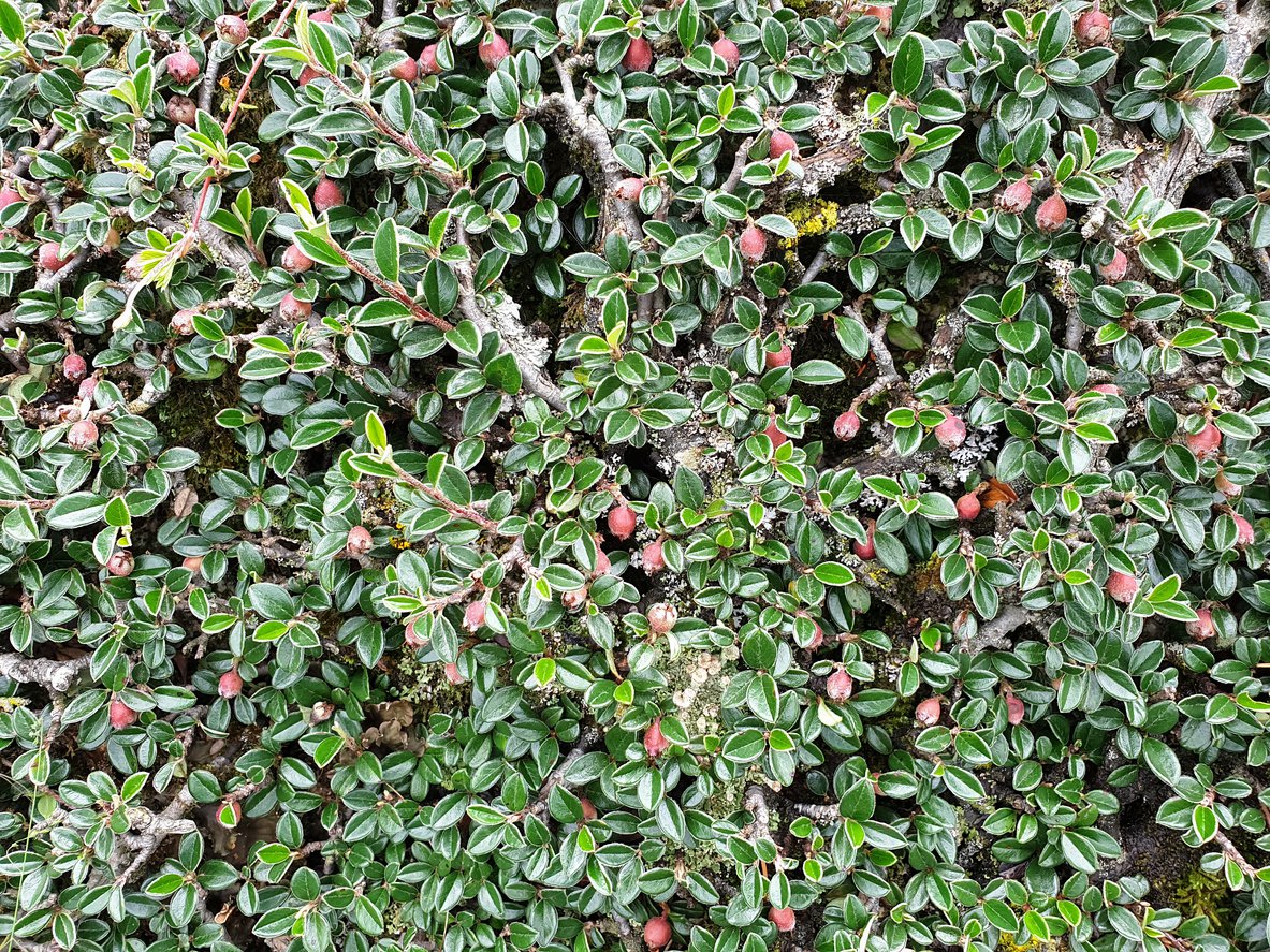 IRGA POŁOŻONA LITTLE GEM - 3