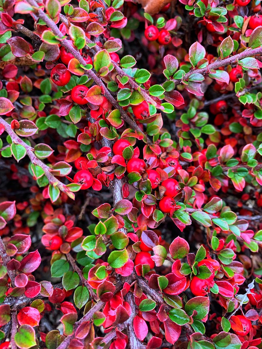 IRGA POZIOMA PERPUSILLUS - 2