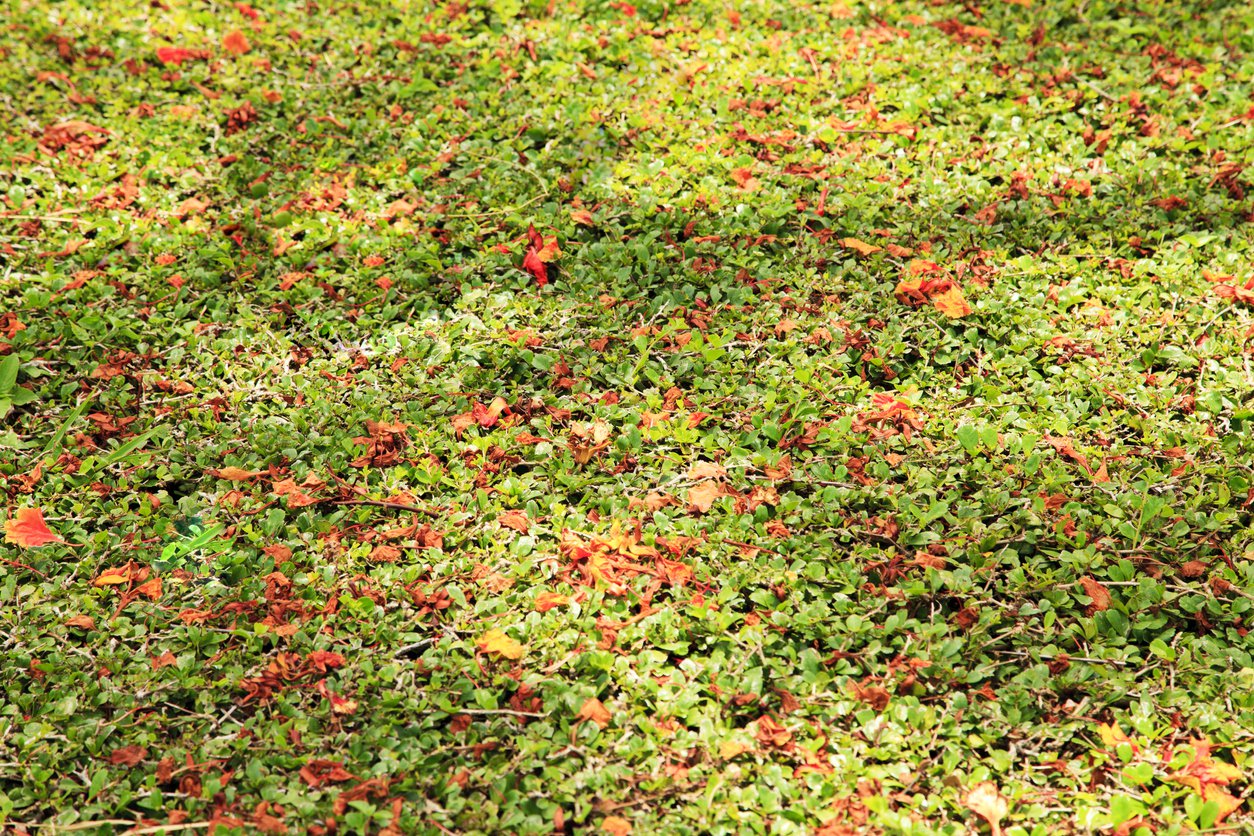 IRGA STREIBS FINDLING - 3