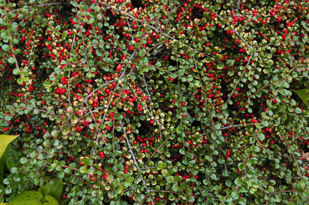 IRGA ROZESŁANA EICHHOLZ - 3