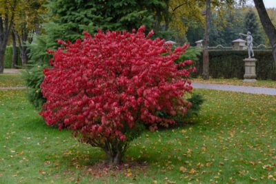 TRZMIELINA EUROPEJSKA RED CASCADE