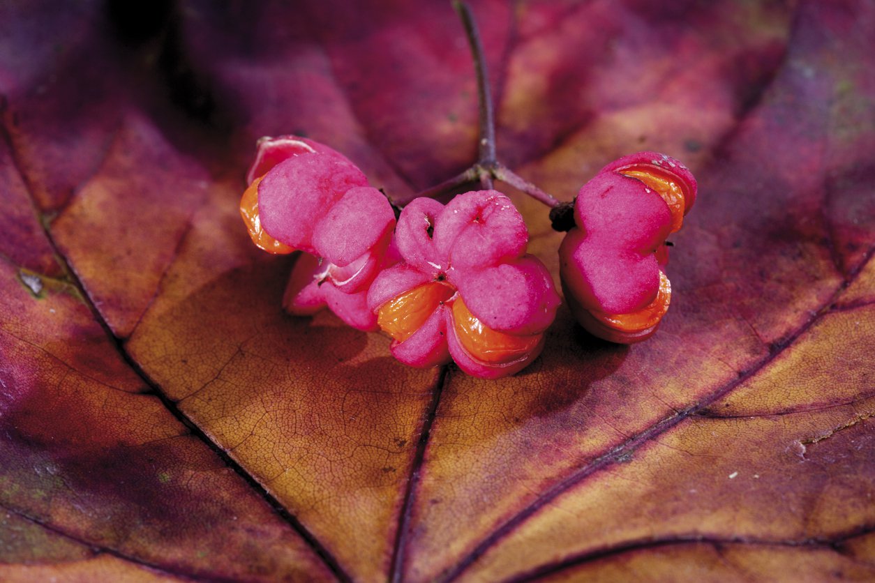 TRZMIELINA EUROPEJSKA RED CASCADE - 3