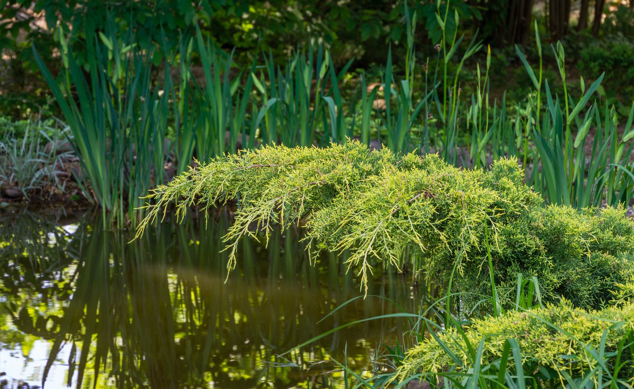 Jałowiec GOLDKISSEN - 2