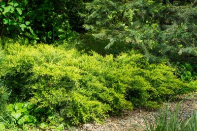 Jałowiec GOLDKISSEN