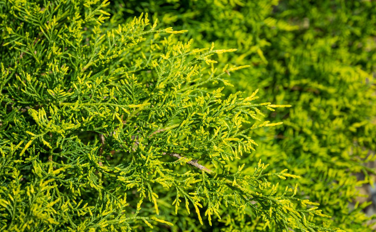 Jałowiec GOLDKISSEN - 3