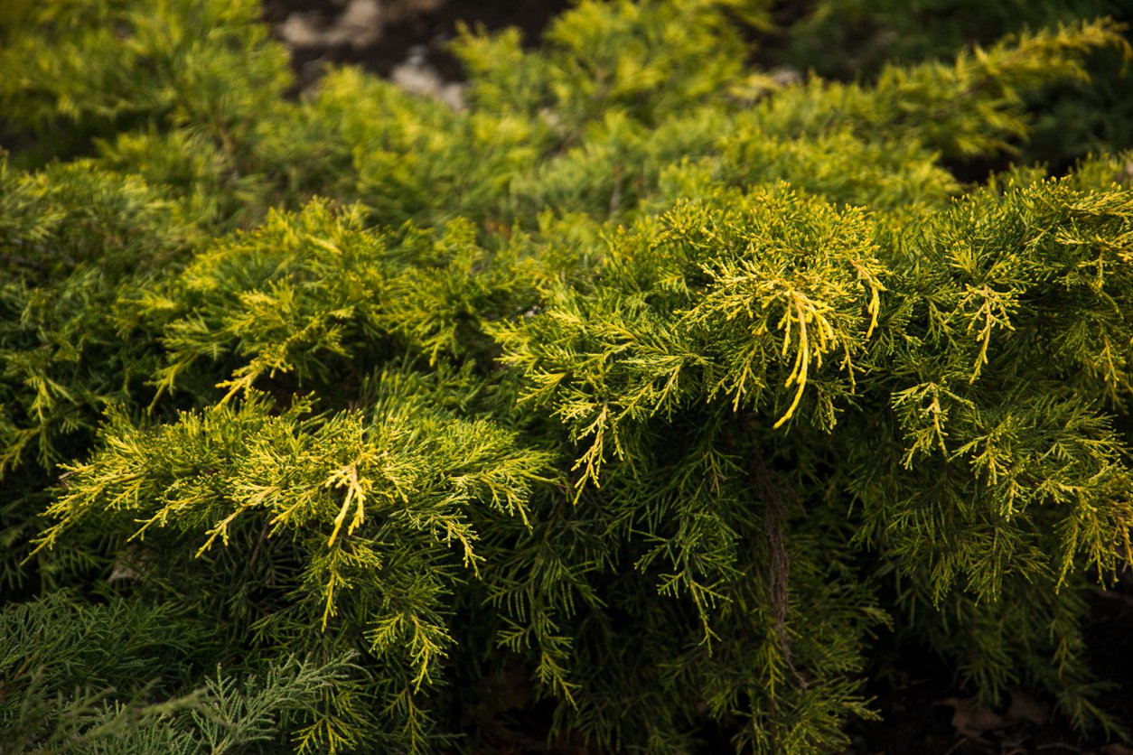 Jałowiec SAYBROOK GOLD