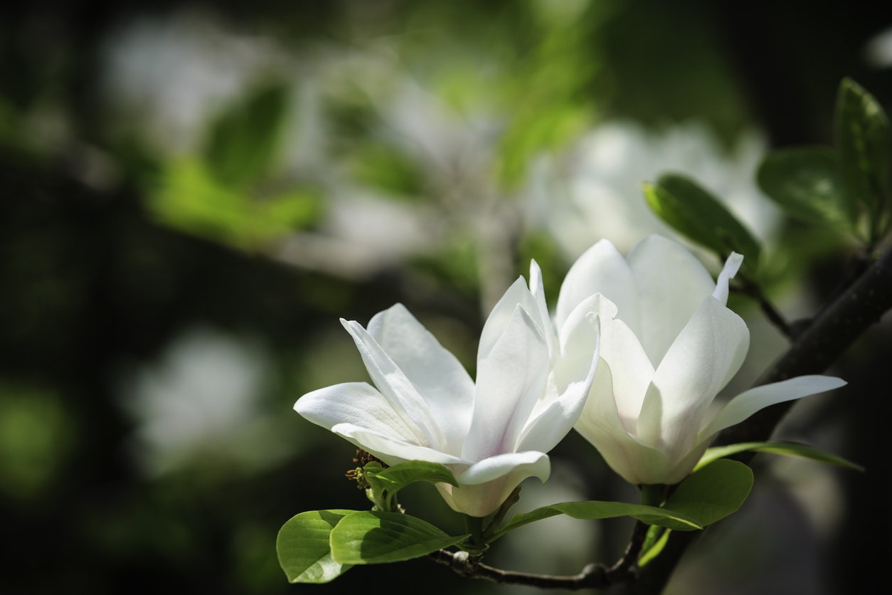 Magnolia KOBUS ISIS Szczepiona - 1