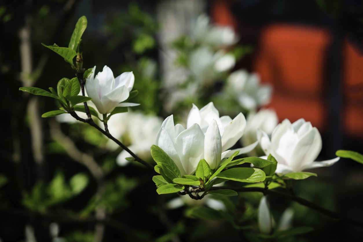 Magnolia KOBUS ISIS Szczepiona - 3