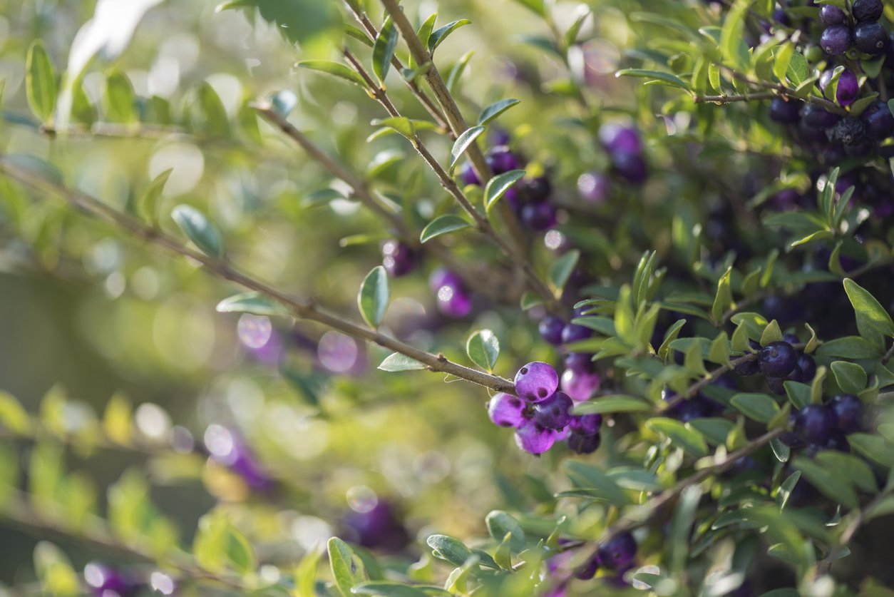 Suchodrzew MAIGRUN - 2