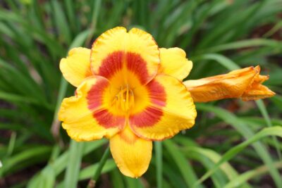 Liliowiec BLACK EYED STELLA