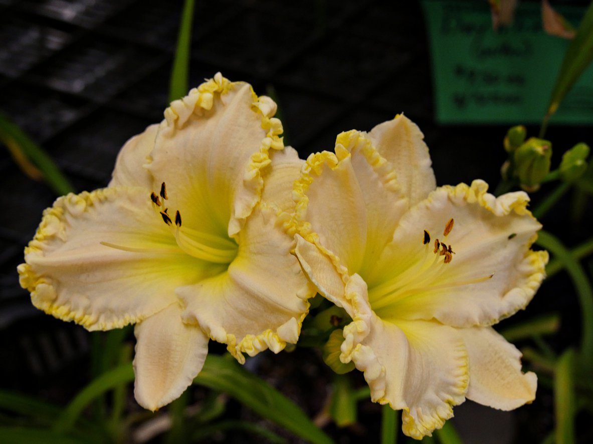 Liliowiec CREAM DROP - 2