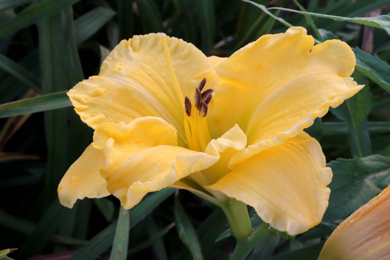 Liliowiec CREAM DROP - 3