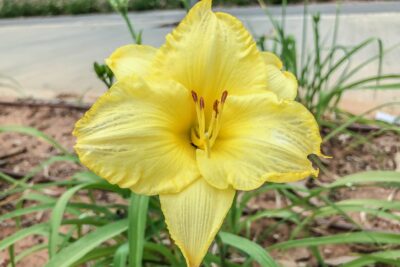 Liliowiec CREAM DROP