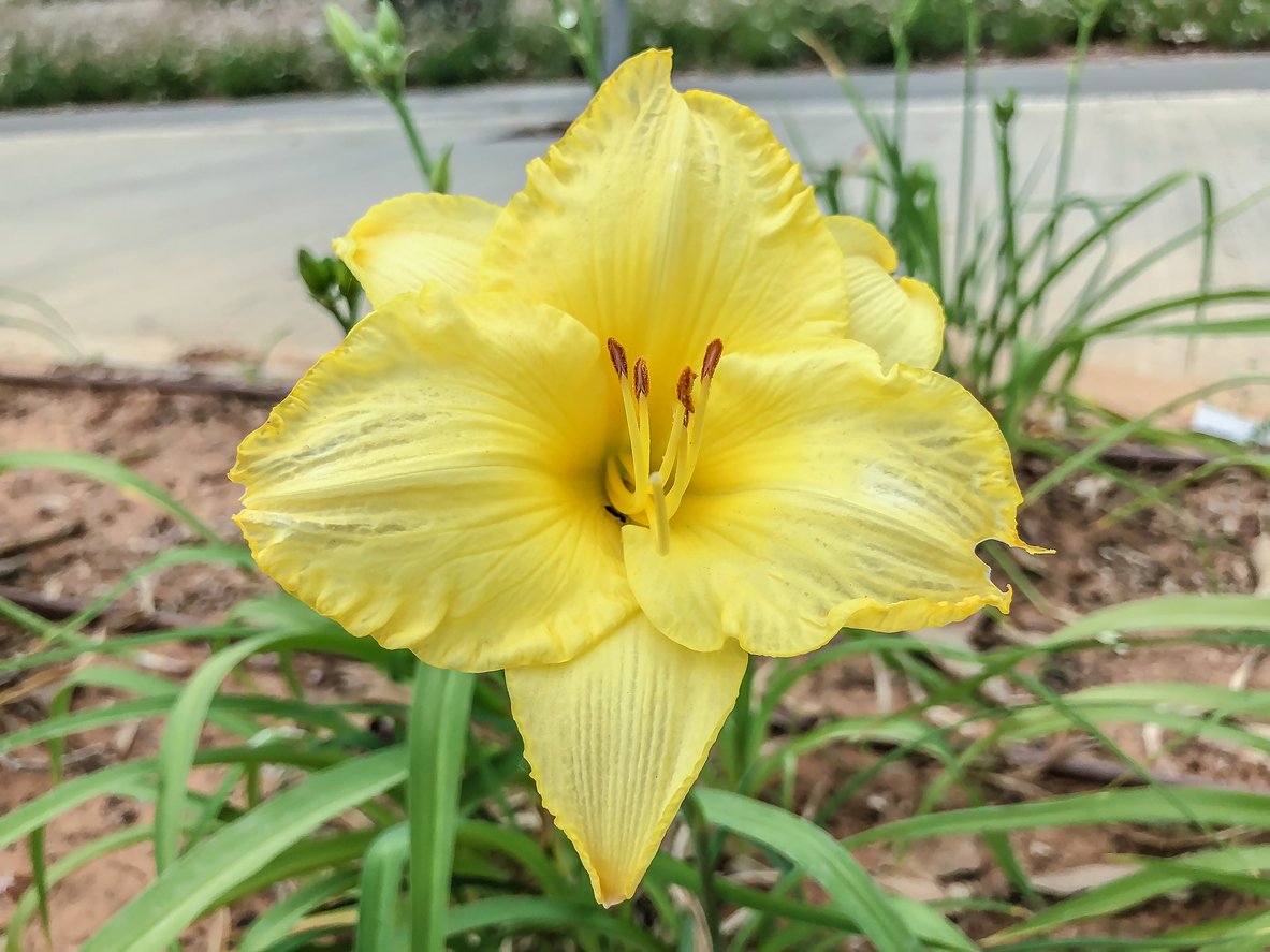 Liliowiec CREAM DROP