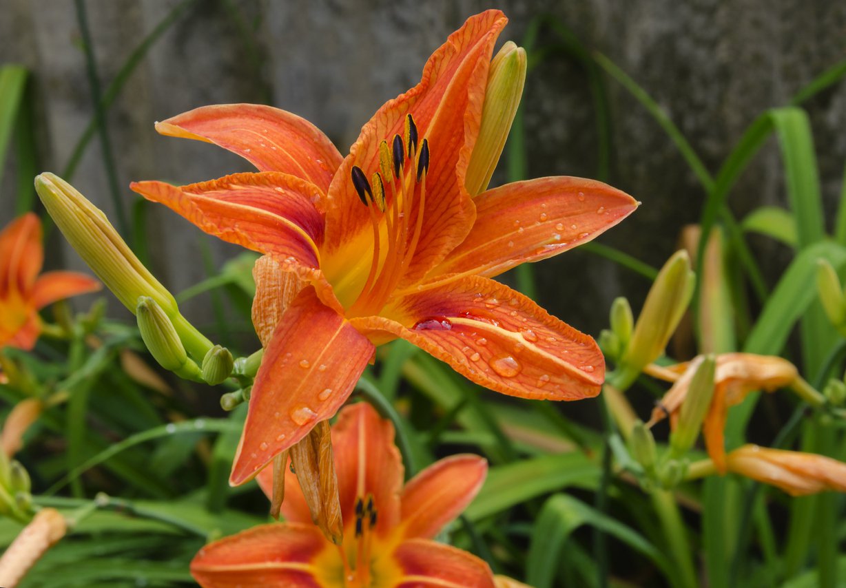 Liliowiec MARGARET PERRY