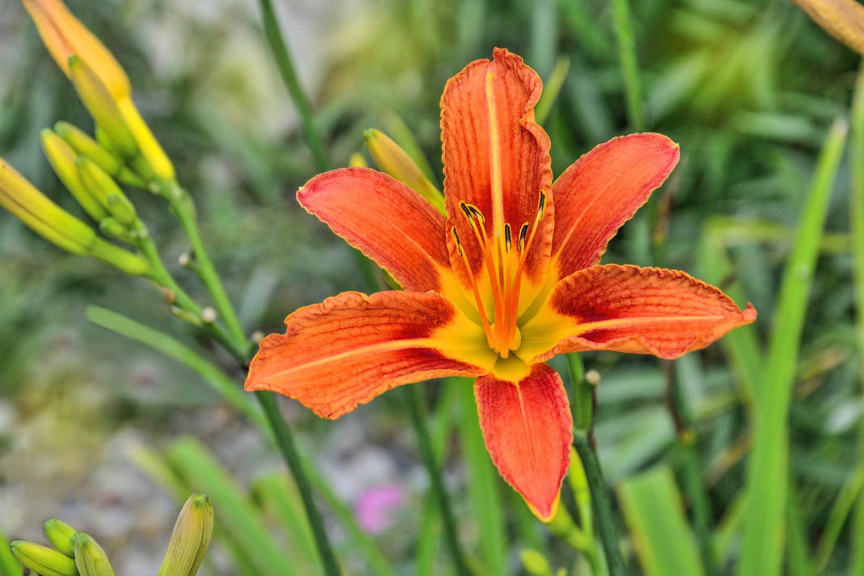 Liliowiec MARGARET PERRY - 2