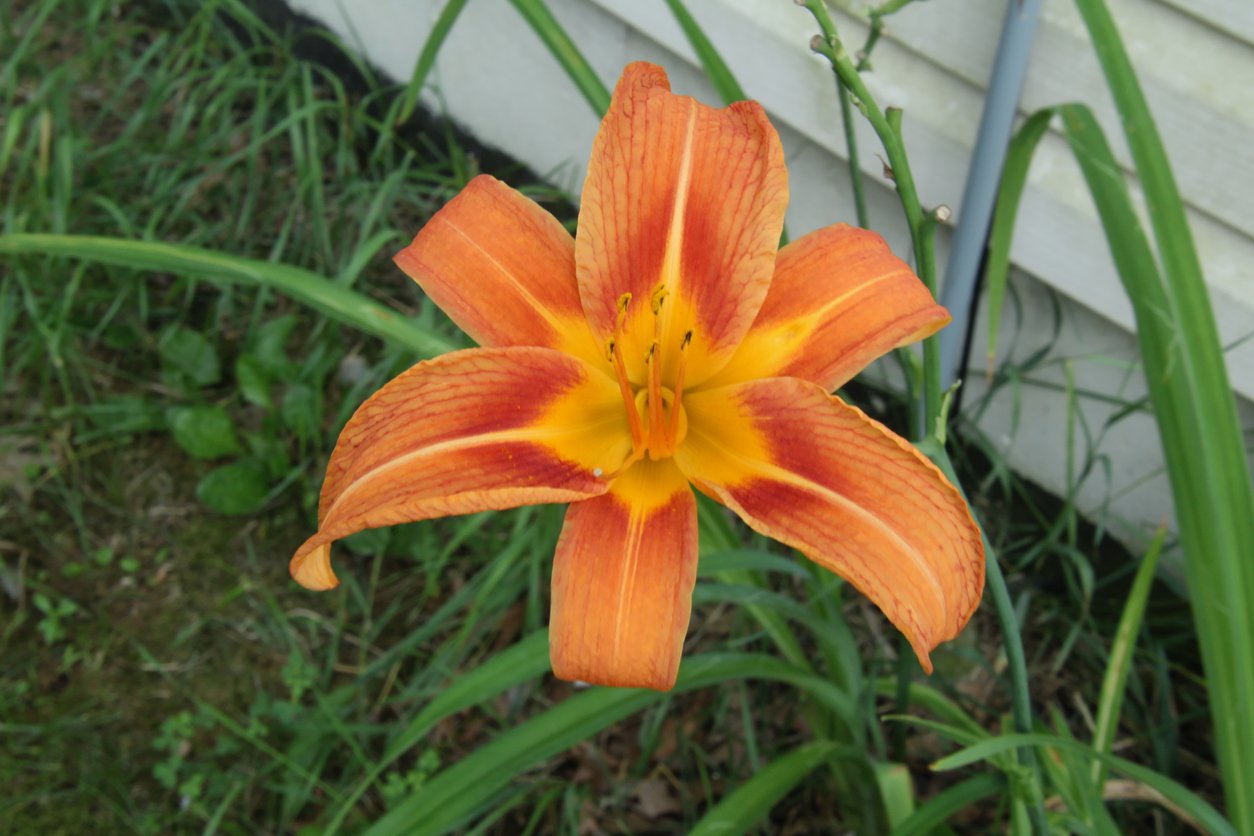 Liliowiec MARGARET PERRY - 3