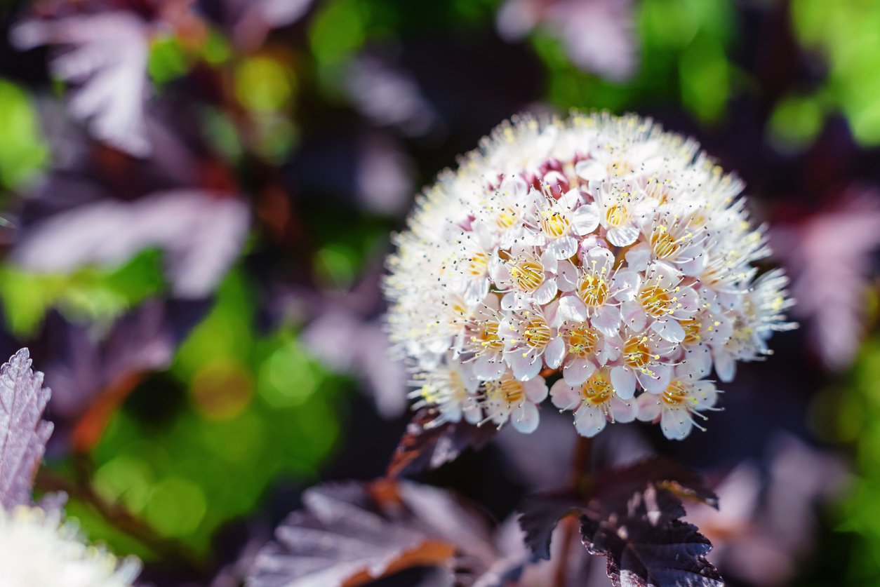PĘCHERZNICA główkowa TILDEN PARK - 2